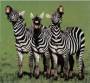roberto.derenzi:three-laughing-zebras.jpeg