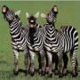 three-laughing-zebras.jpeg